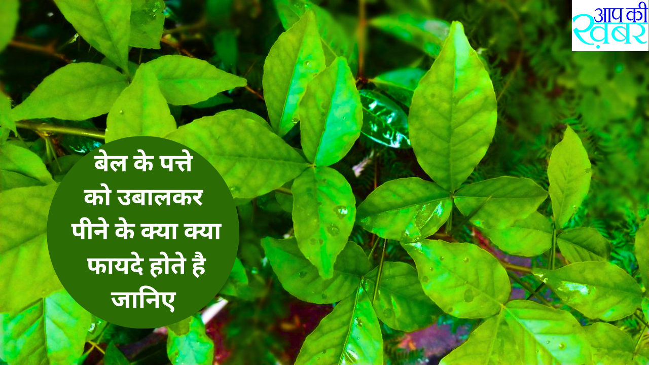 What are the benefits of the vine? बेल के पत्ते को उबालकर पीने के क्या क्या फायदे होते है जानिए 
