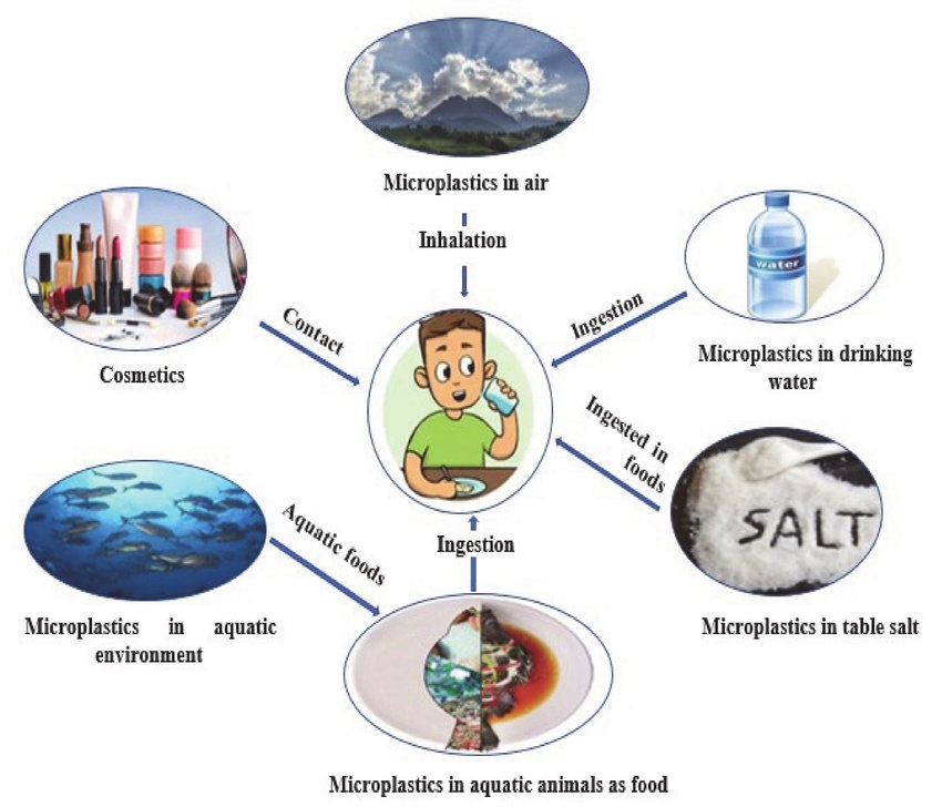 What are the three main routes of exposure to microplastics in humans