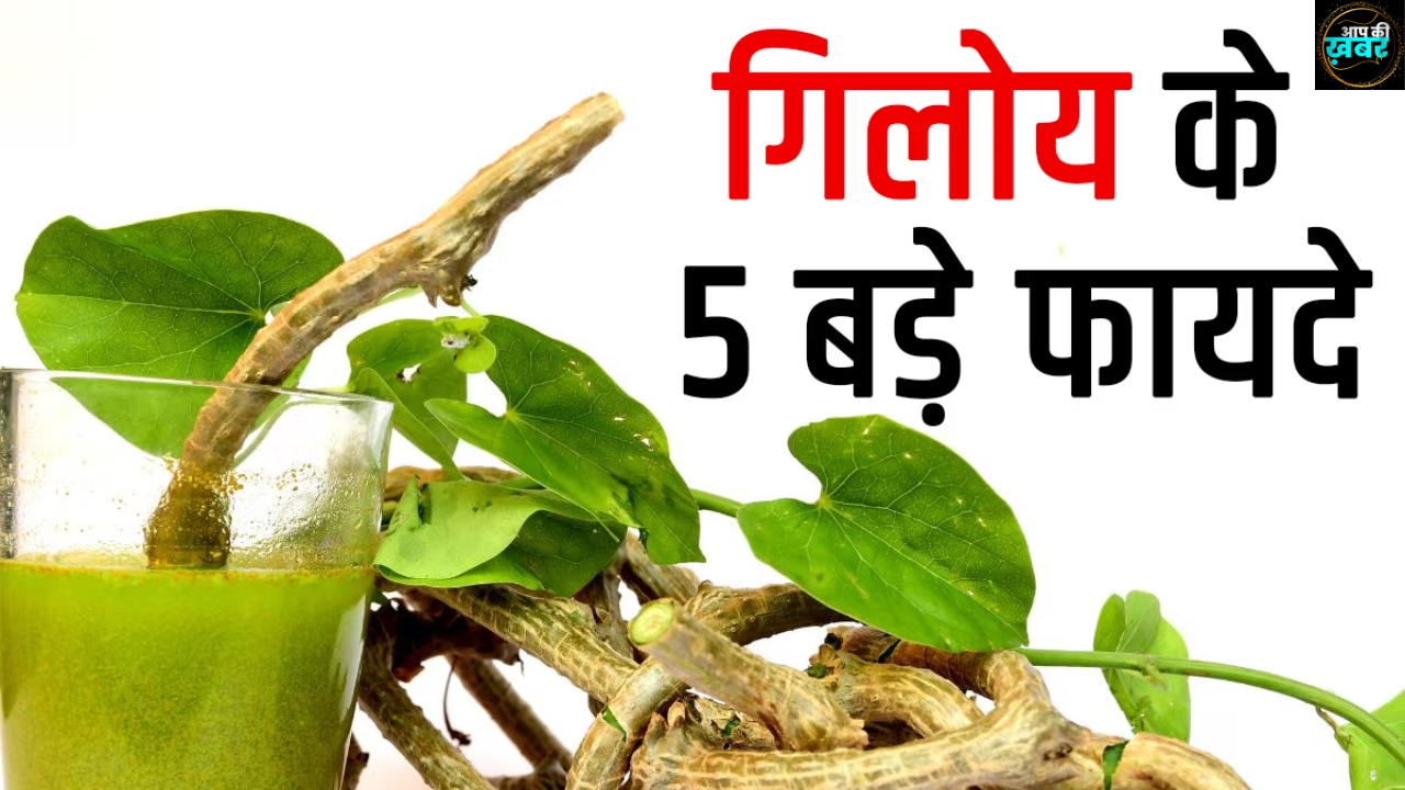 giloy ka&nbsp;juice&nbsp;peene ke fayde in hindi :&nbsp; गिलोय का जूस पीने से क्या क्या फायदे हैं? जानिए&nbsp;