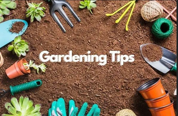 gardening tips for beginners in hindi
