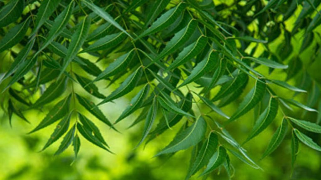 Benefits of Neem Leaves In Hindi