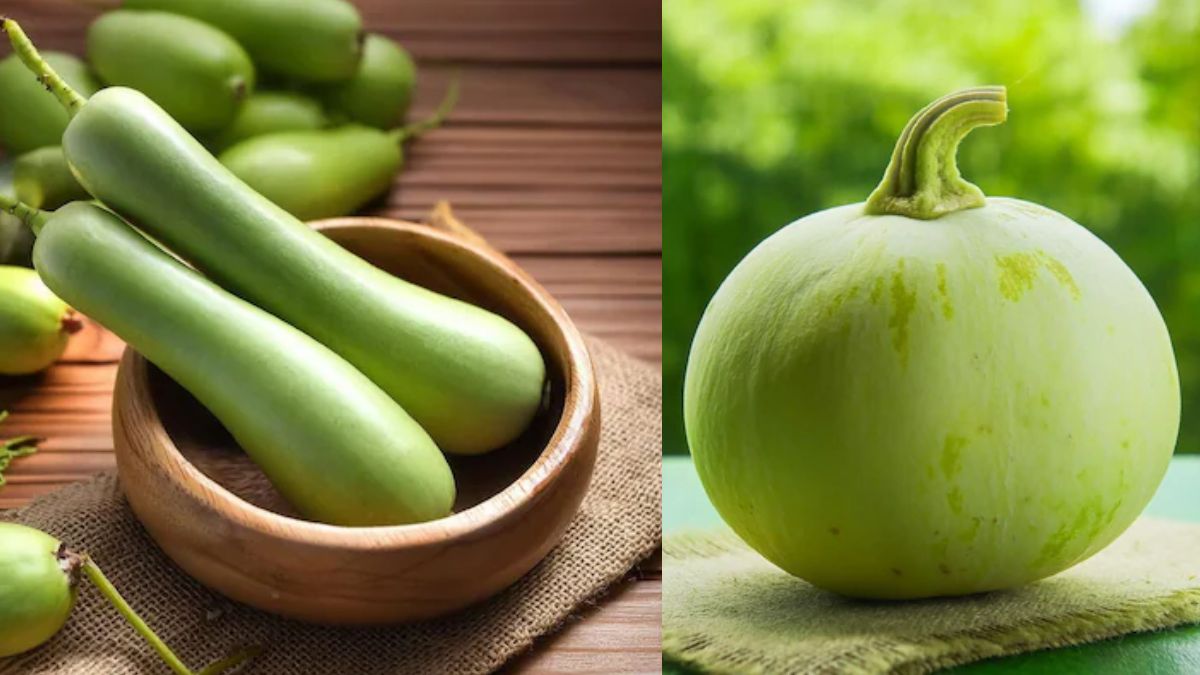 लंबी बनाम गोल लौकी: सेहत के लिए कौन सी है 'सुपरफूड'? खरीदने से पहले जान लें ये जरूरी बातें