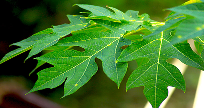 papita ke patto ki chai banakar pine ke fayde :&nbsp;पपीते के पत्तो की चाय बनाकार पिने के फायदे की क्या है