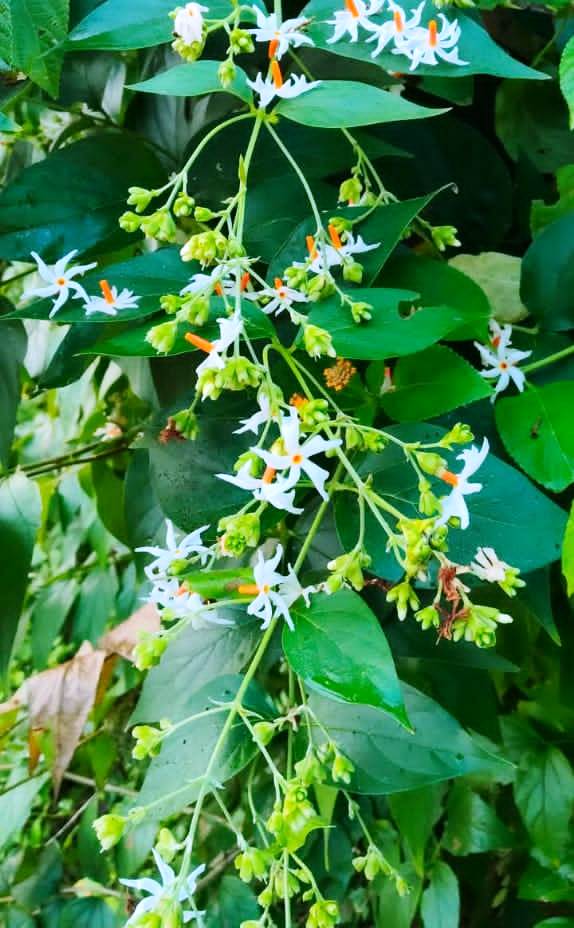 कल्पवृक्ष का अलौकिक रहस्य और औषधीय शक्ति