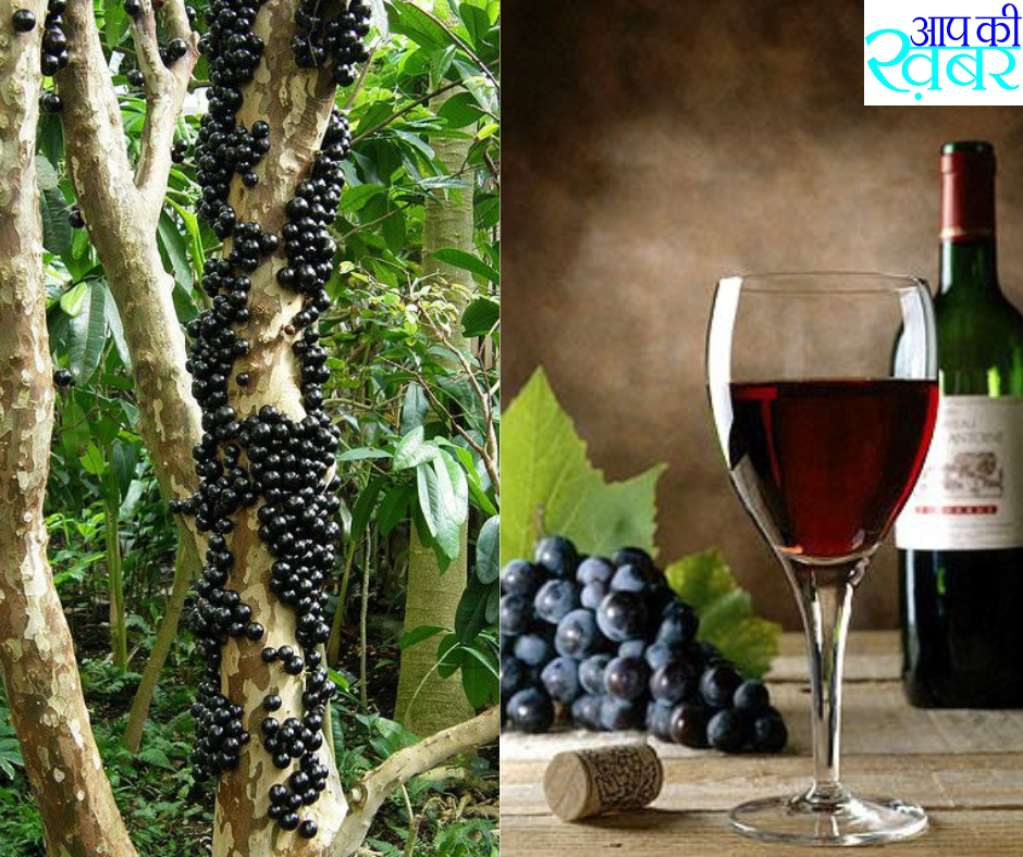 How do you make jaboticaba juice? इस फल के रस से बनाया जाता है  जेली, जैम, और वाइन जैसी चीजो