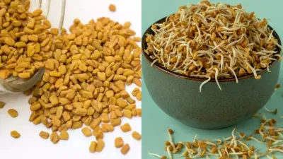 अंकुरित मेथी&nbsp;सेहत का पावरहाउस :&nbsp;डायबिटीज से लेकर दिल की बीमारियों तक, जानें इसके जादुई फायदे