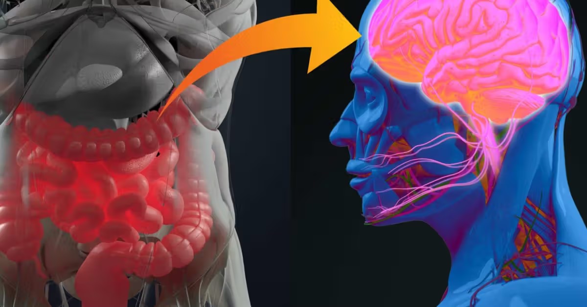 Gut And Brain Connection