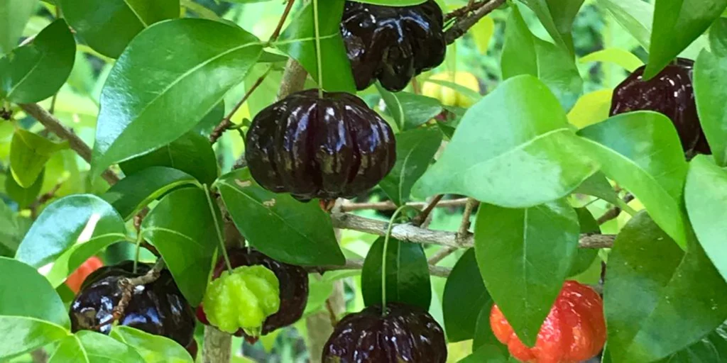 Surinam Cherry Fruit