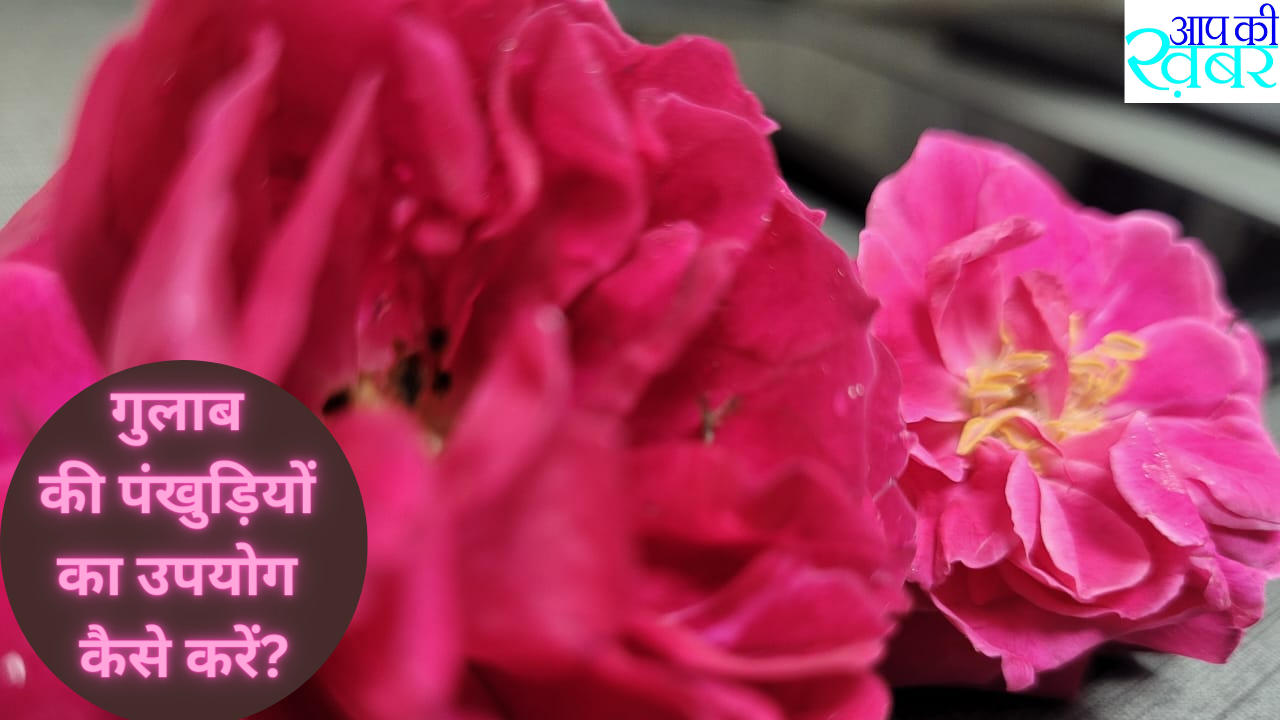 Why are roses so special- What are the benefits of rose cosmetics? गुलाब से क्या क्या बनता है इसके फायदे जानिए