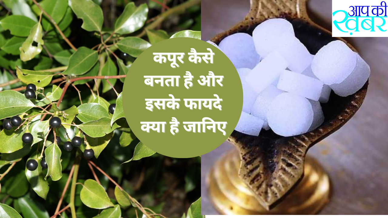 कपूर कैसे बनता है और इसके फायदे क्या है जानिए