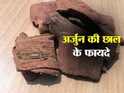 अर्जुन की छाल: दिल से लेकर पाचन तक, सेहत के लिए प्राकृतिक वरदान